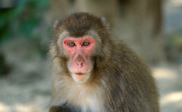 Japan’s Monkey Queen Faces Challenge To Her Reign: Mating Season