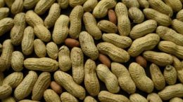 Early Treatment Could Tame Peanut Allergies In Small Kids