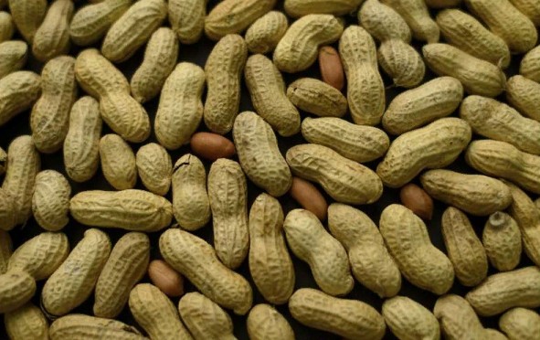 Early Treatment Could Tame Peanut Allergies In Small Kids